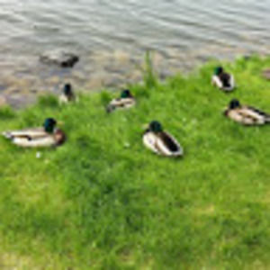 Meet your Posher, Kenzie